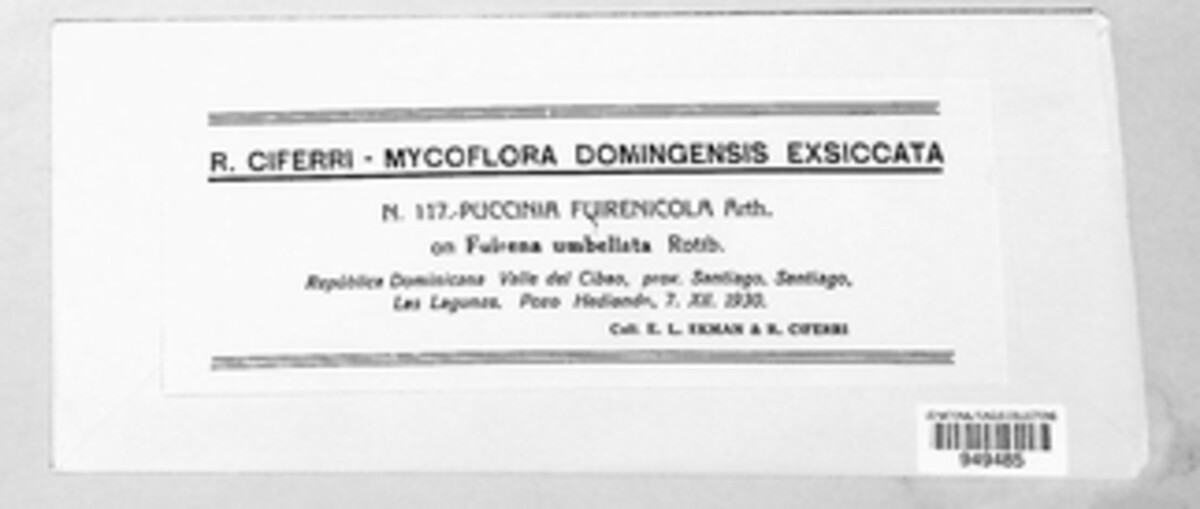 Puccinia fuirenicola image